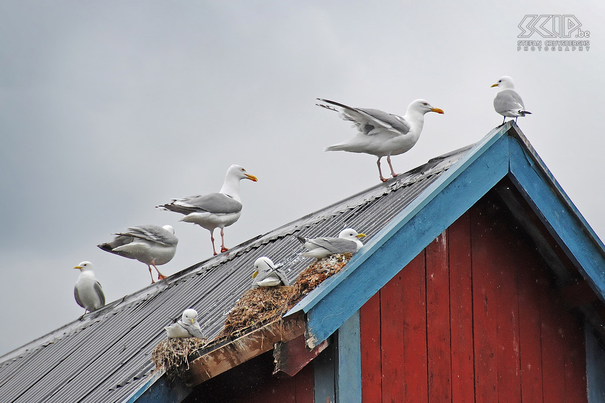 Å - Herring gulls The little fishing ports swarm with sea-gulls. These herring gulls build their nests in all sorts of places in the houses. Stefan Cruysberghs